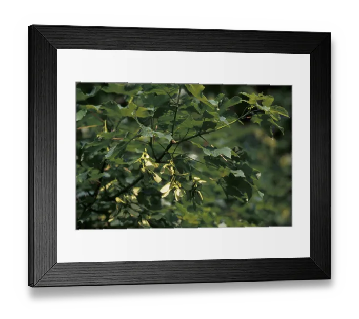 Framed Print : Sycamore (Acer pseudoplatanus) Framed Print : Sycamore (Acer pseudoplatanus)