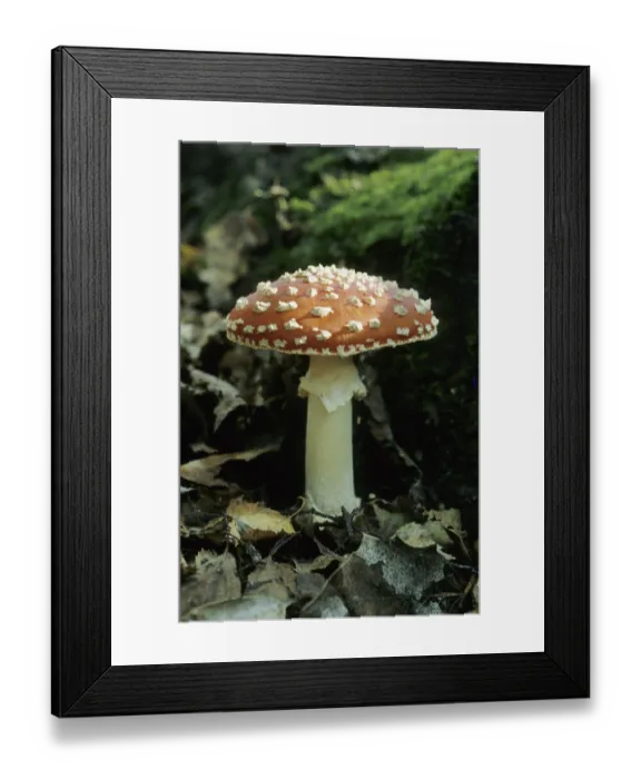 Framed Print : Red fly agaric (Amanita muscaria)