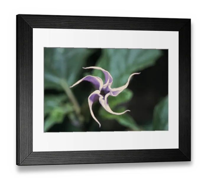Framed Print : White datura (Datura stramonium var. stramonium)
