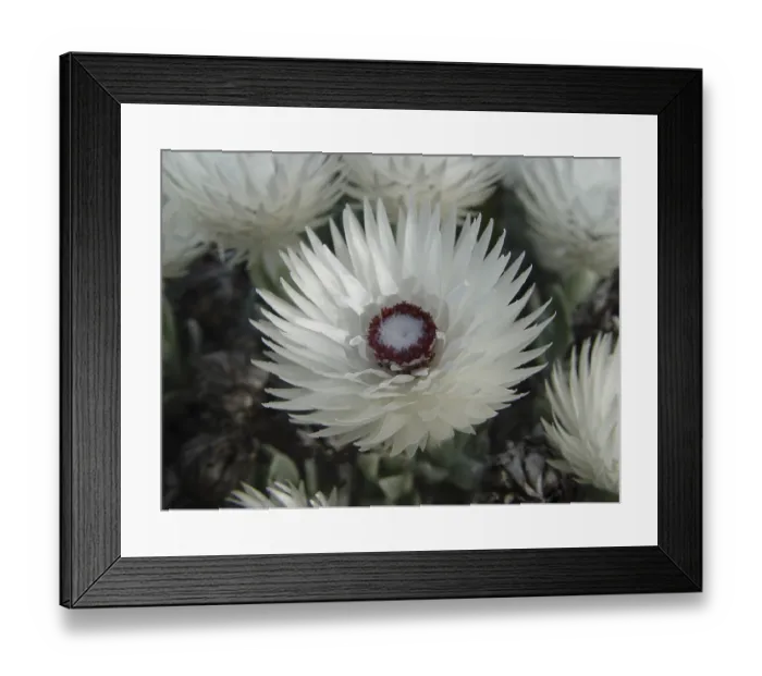 Framed Print : Imortelle (Syncarpha vestita)