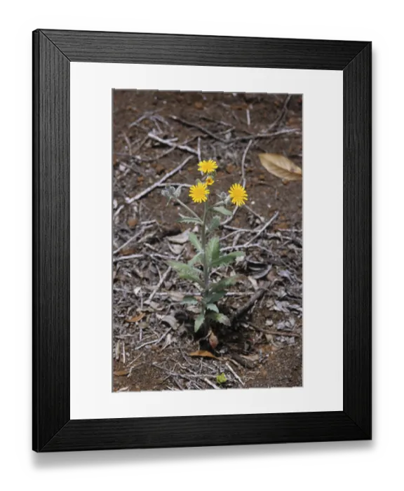 Framed Print : Hawkweed (Hieracium sp.)