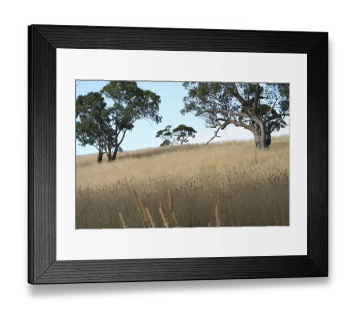 Framed Print : Dry grasslands in South Australia