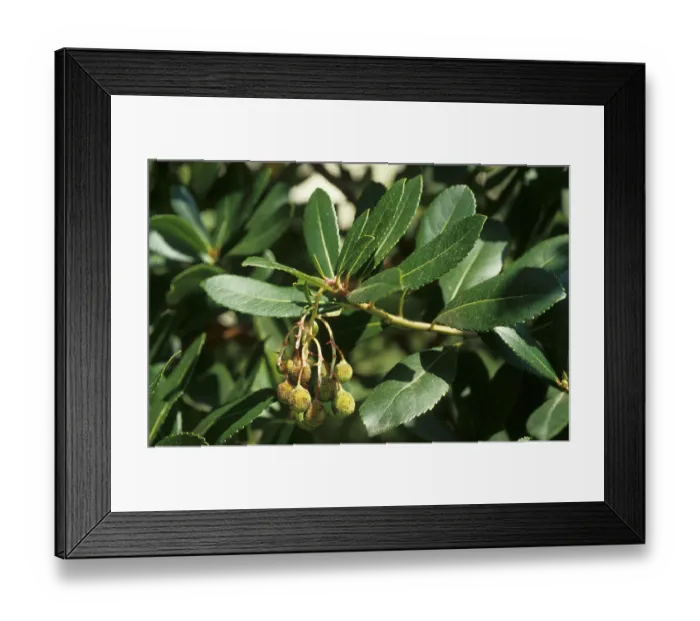 Framed Print : Western strawberry tree (Arbutus unedo)