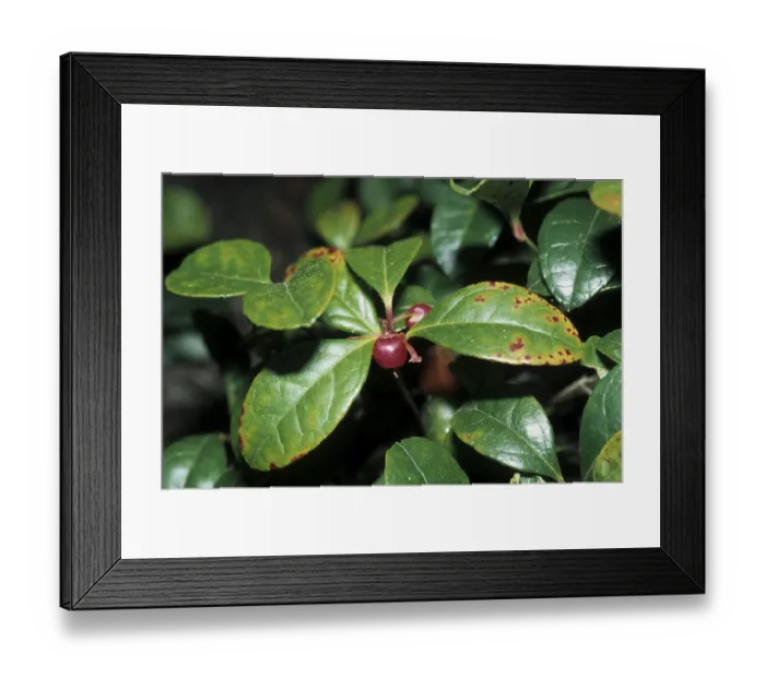 Framed Print : Gaultheria procumbens (Gaultheria procumbens)