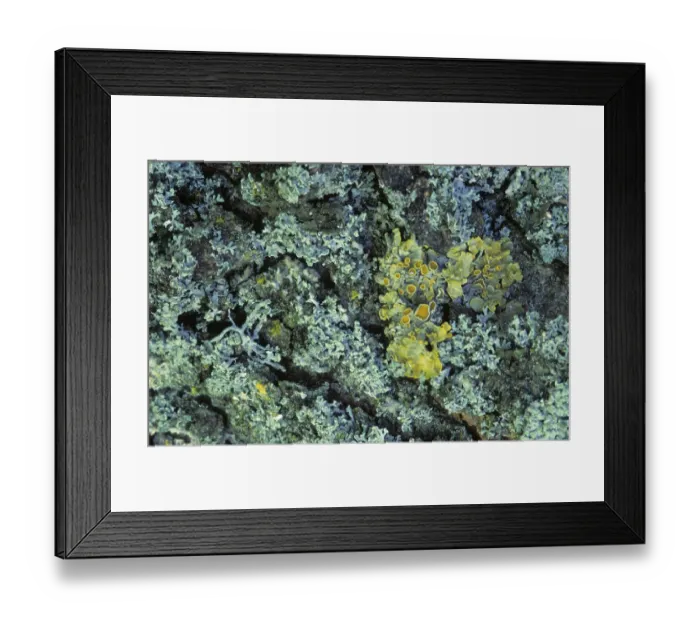 Framed Print : Common orange lichen (Xanthoria parietina)