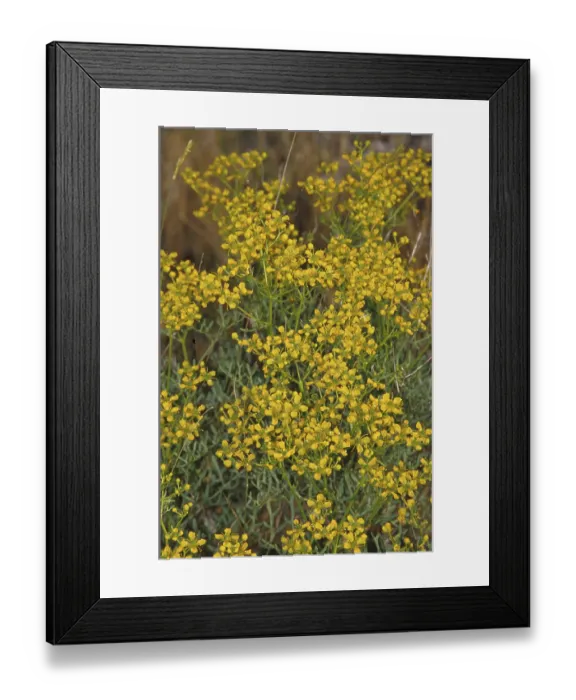 Framed Print : Rue (Ruta graveolens) Framed Print : Rue (Ruta graveolens)