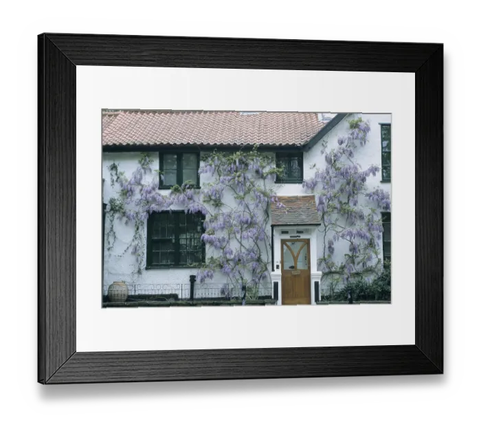 Framed Print : Chinese wisteria (Wisteria sinensis)