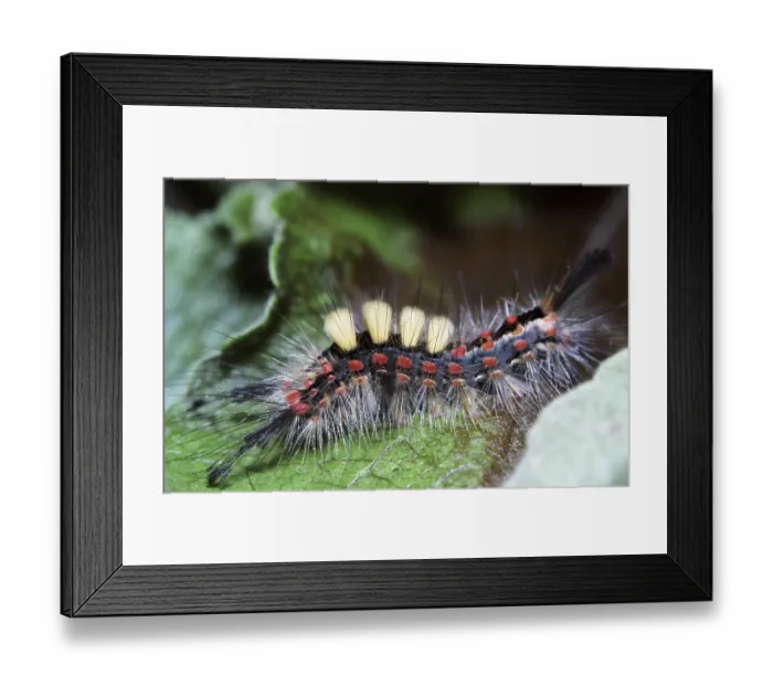 Framed Print : Blackthorn moth (caterpillar after the last moult) (Orgya recens)