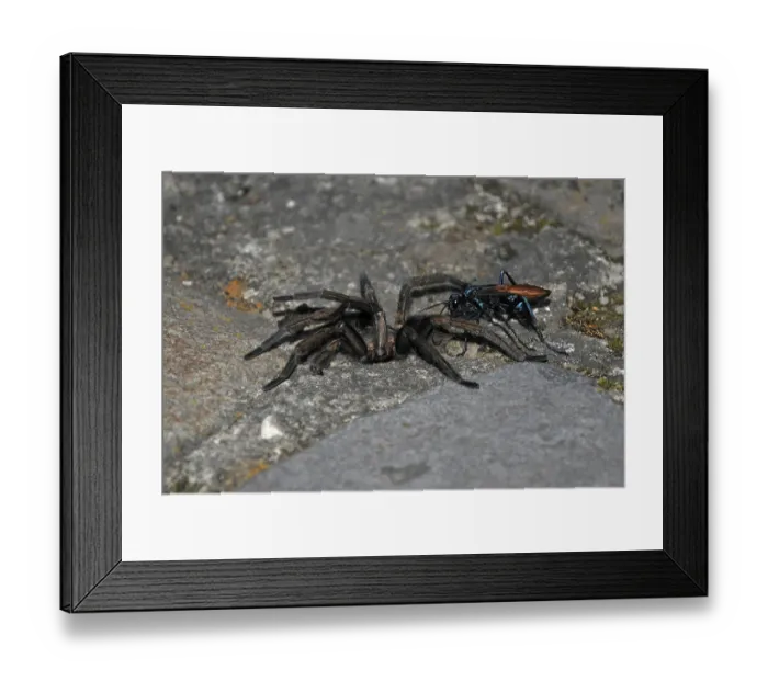 Framed Print : Pepsis sp. (Pepsis sp.)