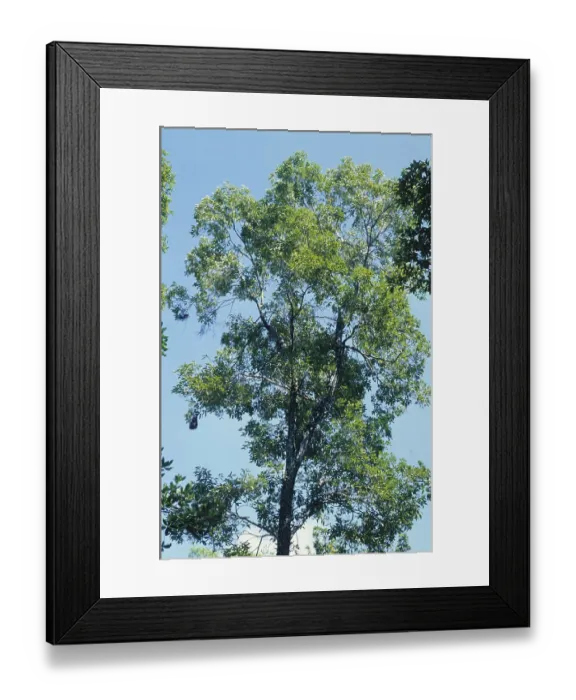Framed Print : Cow tree (Brosimum alicastrum) Framed Print : Cow tree (Brosimum alicastrum)