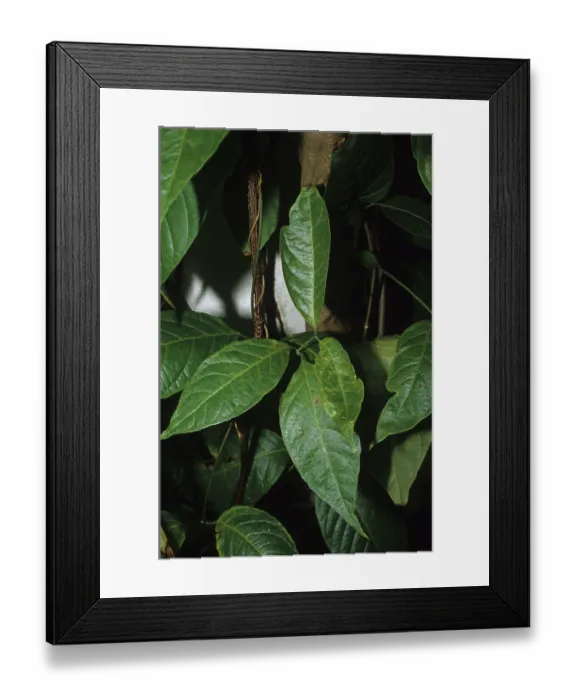 Framed Print : Ayahuasca (Banisteriopsis caapi)