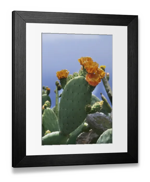 Framed Print : Prickly pear cactus (Opuntia sp.)