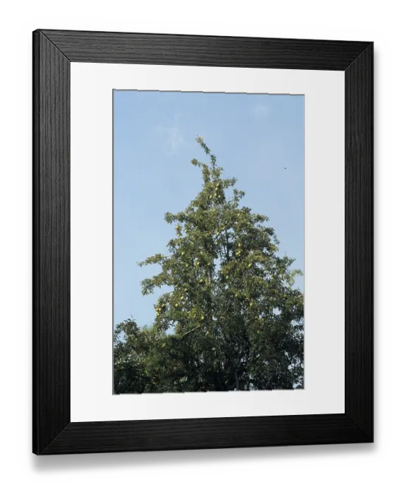 Framed Print : Pear tree (Pyrus communis)