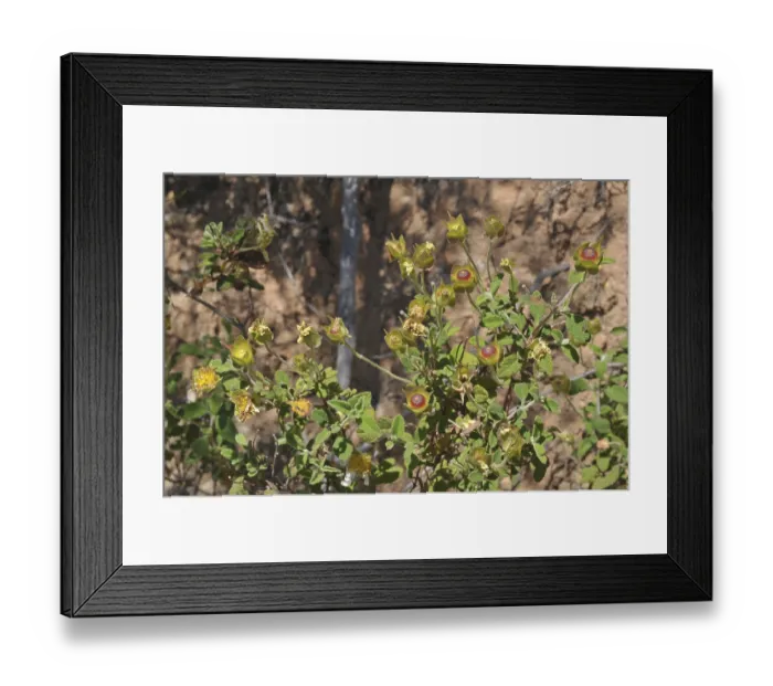 Framed Print : Cistus salvifolius (Cistus salviifolius) Framed Print : Cistus salvifolius (Cistus salviifolius)