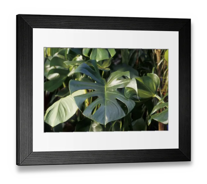 Framed Print : Window leaf (Monstera deliciosa) Framed Print : Window leaf (Monstera deliciosa)
