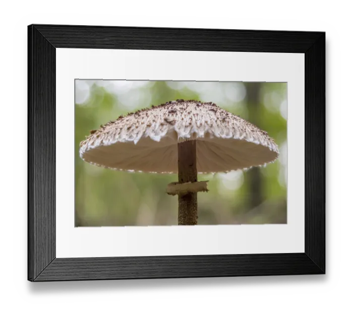 Framed Print : Giant umbrella mushroom (Macrolepiota procera)