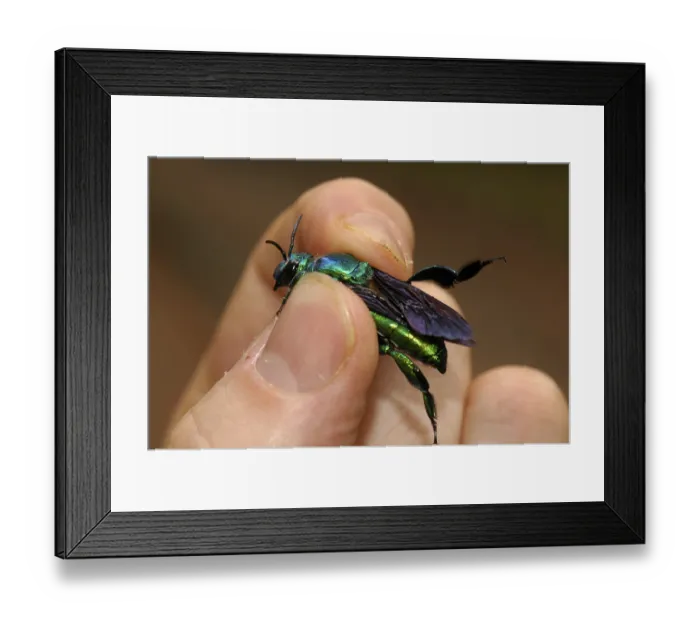 Framed Print : Researcher examines a magnificent bee (Exaerete frontalis)