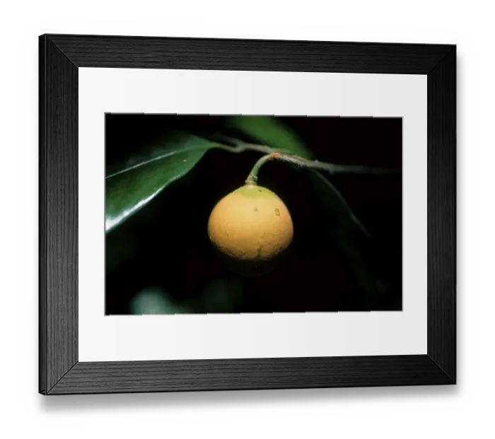 Framed Print : Nutmeg fruit (Myristica fragrans)