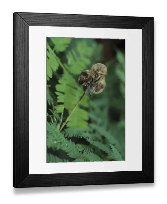 Framed Print : Desmanthus species (Desmanthus illinoiensis)