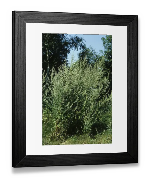 Framed Print : Common mugwort (Artemisia vulgaris) Framed Print : Common mugwort (Artemisia vulgaris)