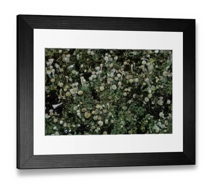 Framed Print : Lichens (Lichenes)