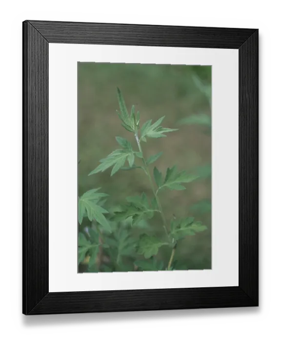 Framed Print : Indian mugwort (Artemisia dubia)