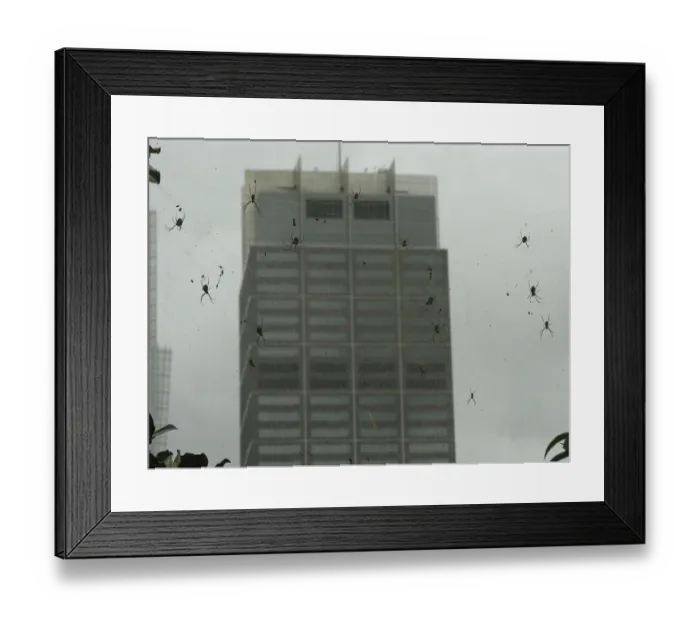 Framed Print : Nephila spiders in front of skyscrapers
