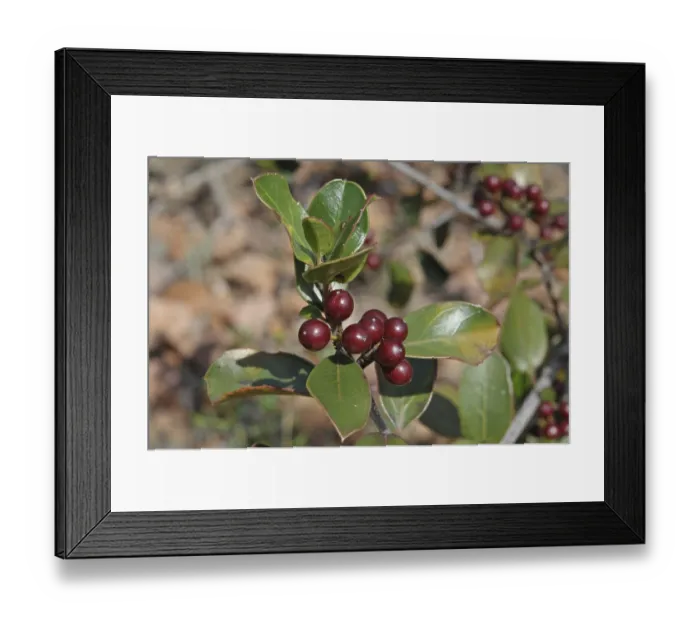 Framed Print : Holly buckthorn (Rhamnus alaternus)