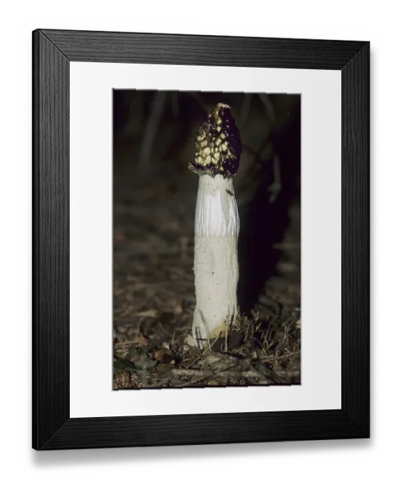 Framed Print : Stinkhorn (Phallus impudicus)