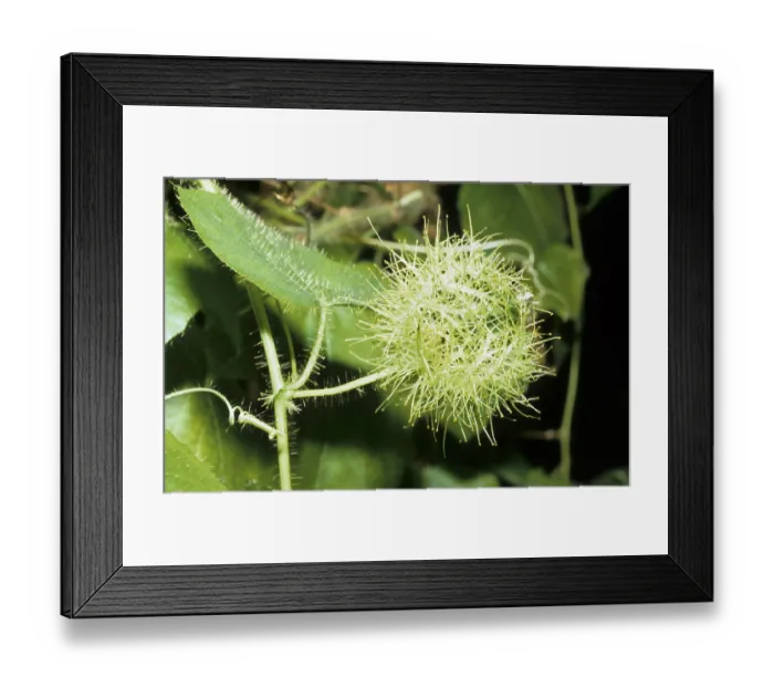 Framed Print : Stinking Grenadilla (Passiflora foetida)