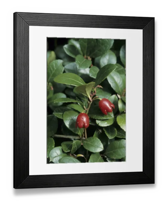 Framed Print : Gaultheria procumbens (Gaultheria procumbens)