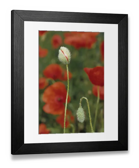 Framed Print : Seed poppy (Papaver dubium)