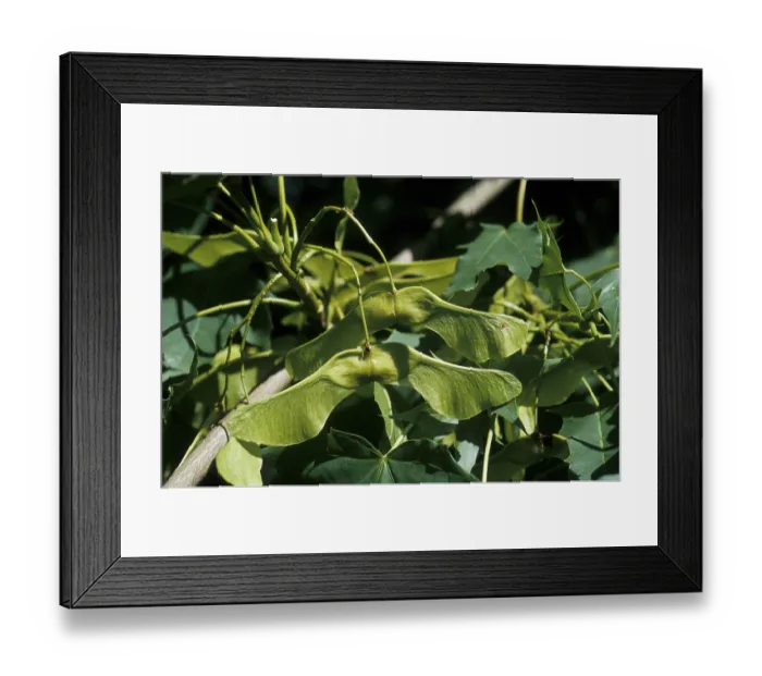 Framed Print : Sycamore (Acer pseudoplatanus)