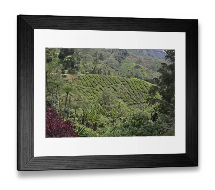 Framed Print : Tea plantation (Camellia sinensis) Framed Print : Tea plantation (Camellia sinensis)