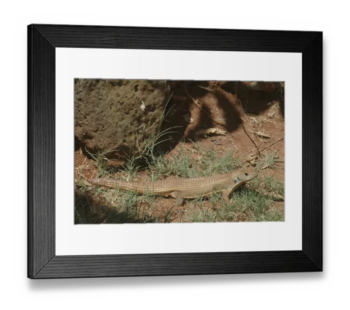 Framed Print : Sudan plated lizard (Gerrhosaurus major)