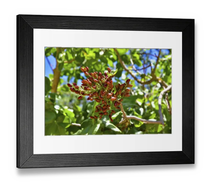 Framed Print : Pistachios (Pistacia) on a pistachio tree (Pistacia vera) in Sicily