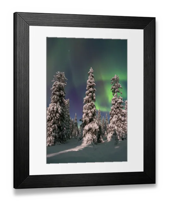 Framed Print : Northern lights, Aurora borealis over snow covered spruce trees on the taiga in winter at night