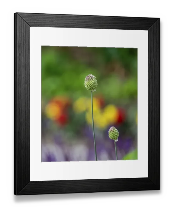 Framed Print : Ornamental leeks (Allium sp.), buds Framed Print : Ornamental leeks (Allium sp.), buds