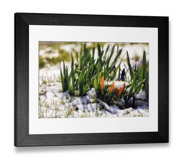 Framed Print : Crocus (Crocus vernus) in a meadow