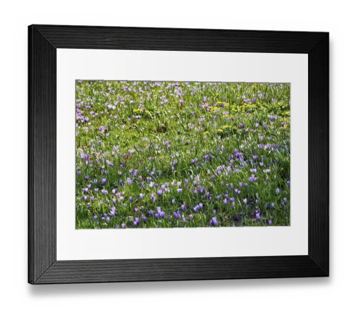 Framed Print : Crocus blossom, crocus meadow, sea of blossoms