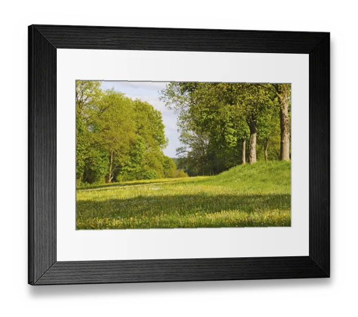Framed Print : Blooming meadow under trees with incident sunlight in spring Framed Print : Blooming meadow under trees with incident sunlight in spring