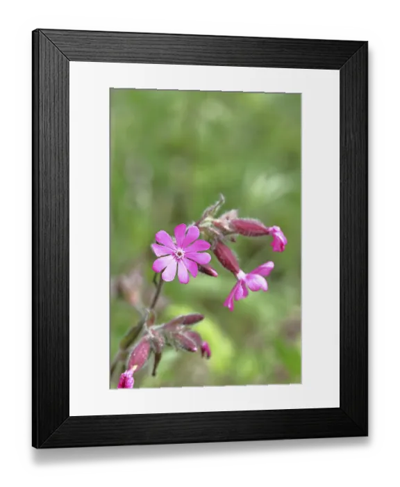 Framed Print : Red campion (Silene dioica), close-up of a flower in a meadow