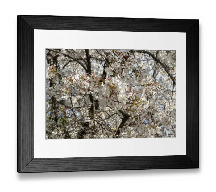 Framed Print : Blossoming cherry trees, sakura