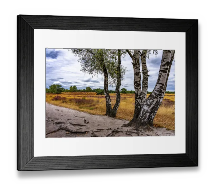Framed Print : Westruper Heide, in the Hohe Mark Westmunsterland nature park Park