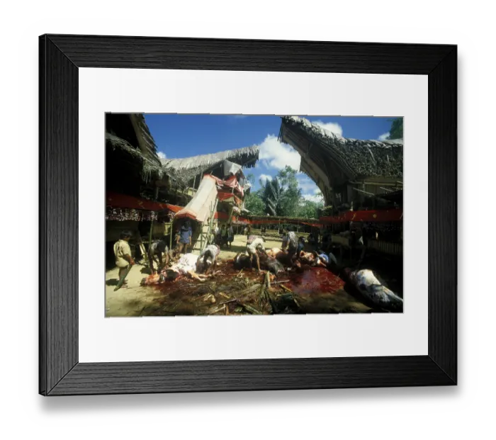 Framed Print : Death ceremony, ceremonial slaughter of water buffaloes Framed Print : Death ceremony, ceremonial slaughter of water buffaloes