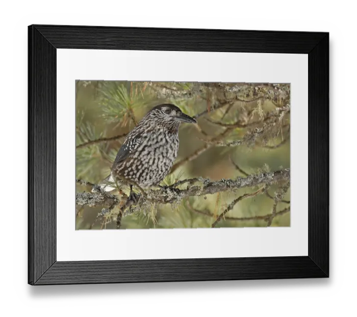 Framed Print : Spotted Nutcracker (Nucifraga caryocatactes)
