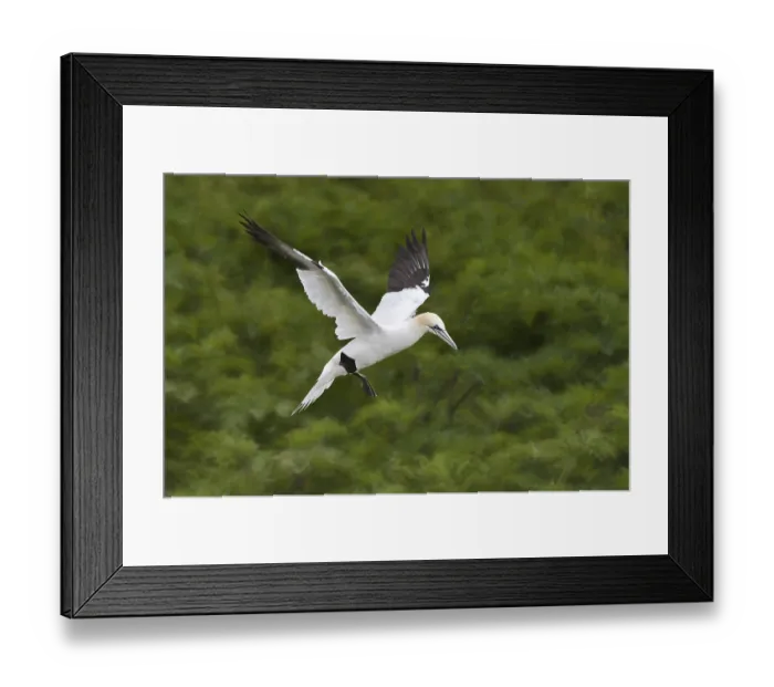 Framed Print : Northern Gannet (Morus bassanus) flying