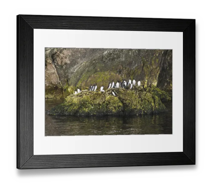 Framed Print : Common Murre (Uria aalge), Quebec, Canada