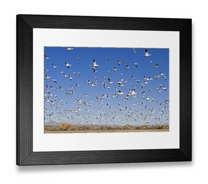 Framed Print : Snow Goose Chen caerulescens Bosque del Apache National Wildlife Refuge