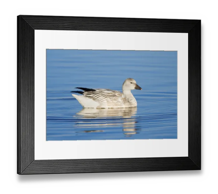 Framed Print : Snow Goose Chen caerulescens Bosque del Apache National Wildlife Refuge